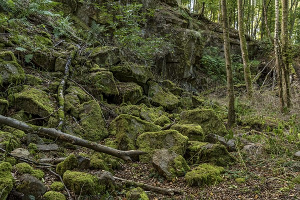 Mossy basalt rocks, block pile and former quarry for basalt in the beech forest, Raumertswald,