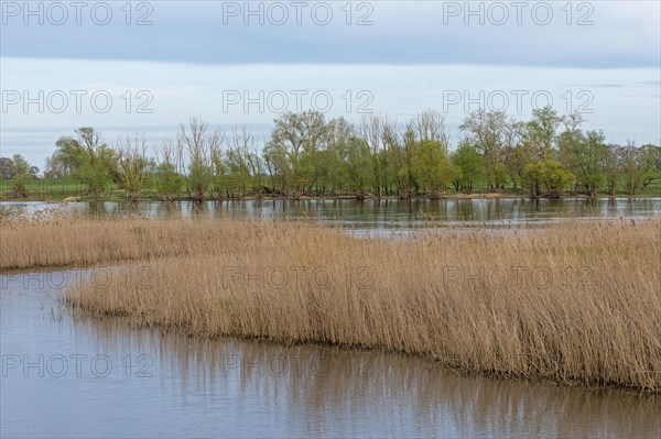 Trees, reeds, water, Elbe, Elbtalaue near Bleckede, Lower Saxony, Germany, Europe