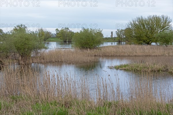 Former watchtower of the GDR, watchtower, trees, reeds, water, Elbe, Elbtalaue near Bleckede, Lower