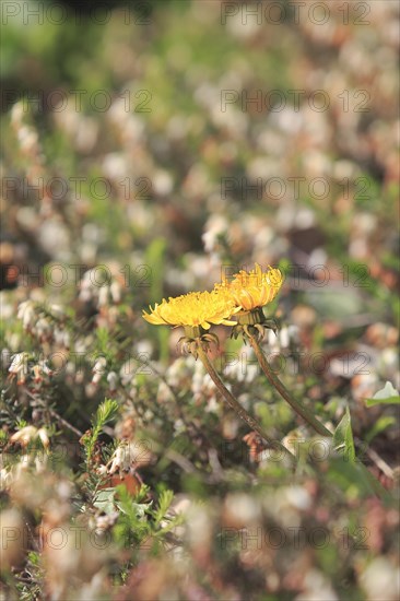 Two common dandelion (Taraxacum officinale), between winter heath (Erica carnea), North