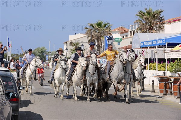 Riders on Camargue horses drive Camargue bulls through the streets of Les-Saintes-Maries-de-la-Mer