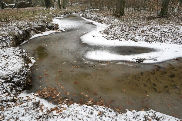 Rotbach, near-natural stream, beech forest, with ice and snow, between Bottrop and Oberhausen, Ruhr