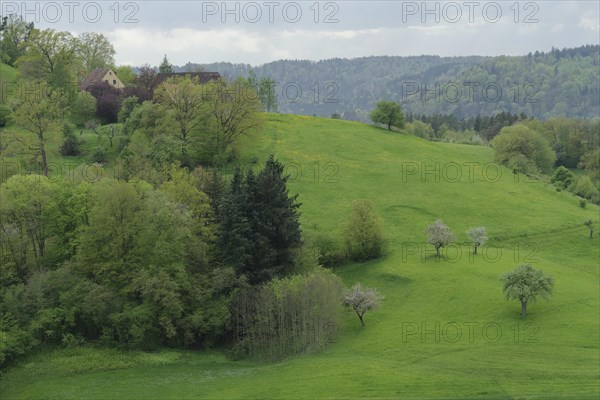 Spring in the Swabian-Franconian Forest nature park Park, fruit blossom, fruit tree, Limpurger
