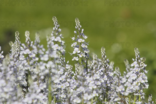 Gentian speedwell, gentian speedwell (Veronica gentianoides) North Rhine-Westphalia, Germany,