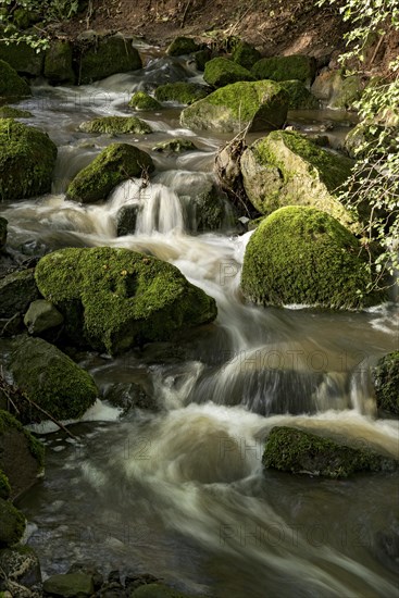 Mountain stream in the forest with mossy basalt rocks, blocks of basalt in the stream bed, Tertiary
