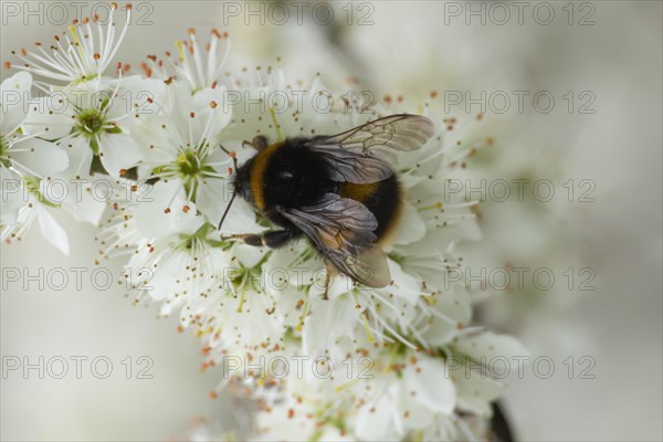 Buff tailed bumble bee (Bombus terrestris) adult feeding on Blackthorn blossom, England, United