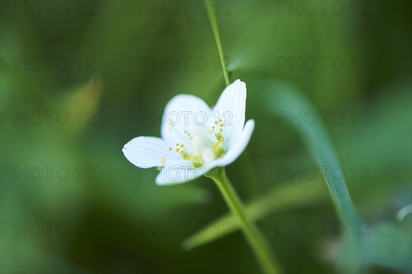 Marsh grass of Parnassus (Parnassia palustris) blooming in the mountains at Hochalpenstrasse,