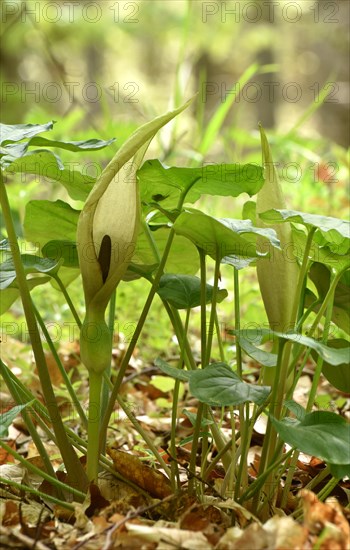 Leaves and flowers of the common arum (Arum maculatum) in the forest of the Hunsrueck-Hochwald
