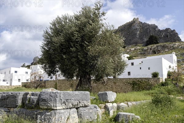 Old olive tree in Lindos, Rhodes, Dodecanese archipelago, Greek islands, Greece, Europe