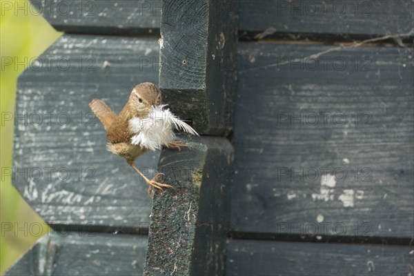 European wren (Troglodytes troglodytes) adult bird with a feather for nesting material in its beak