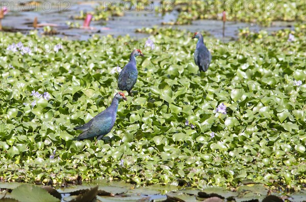 Grey-headed swamphens (Porphyrio porphyrio) on water hyacinths, Backwaters, Kumarakom, Kerala,