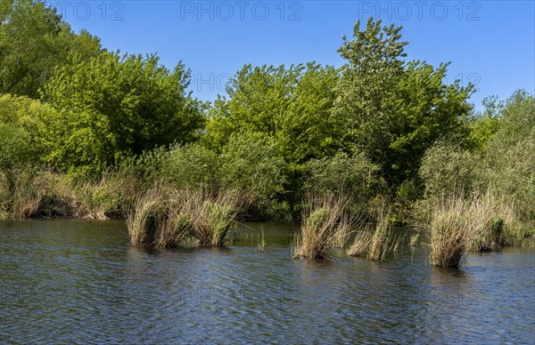 Nature at the large cleaning pond in Beech Forest, Hobrechtswald, Beech, Brandenburg, Germany,