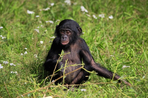 Bonobo, bonobo (Pan Paniscus), young animal, alert, sitting, meadow, Great ape, Primate,