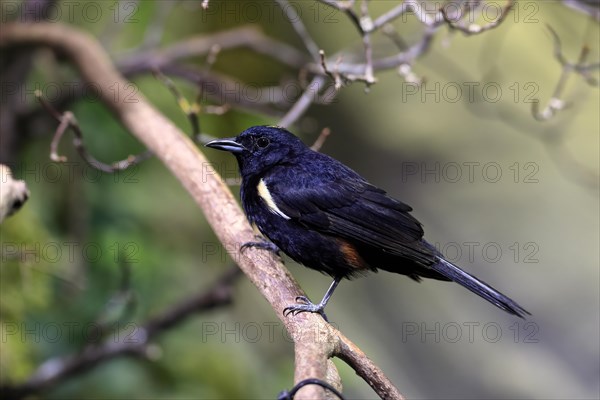Golden-crested Tanager, (Tachyphonus surinamus), adult, male, on tree, on guard, captive, South