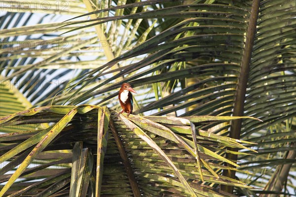 White-throated kingfisher (Halcyon smyrnensis) or Common kingfisher on a Palm tree, Backwaters,
