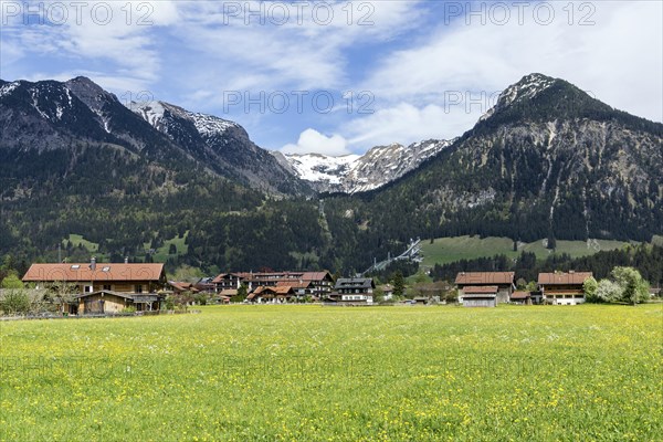 Common dandelion (Taraxacum), flowering dandelion field, right Schattenberg, Oberstdorf, Allgaeu