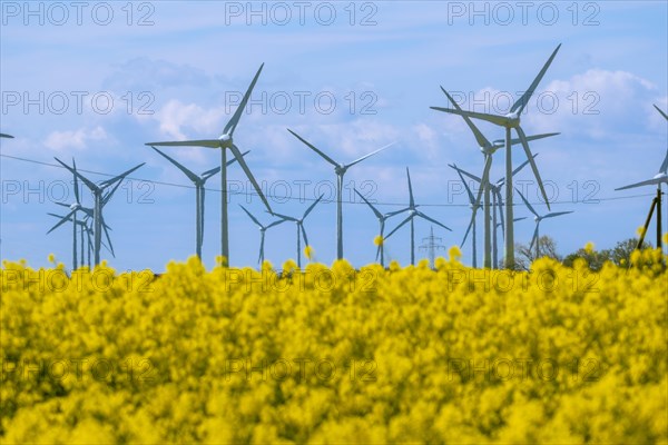 Wind turbines in the Luetetsburg wind farm behind a rape field on the North Sea coast, Hagermarsch,