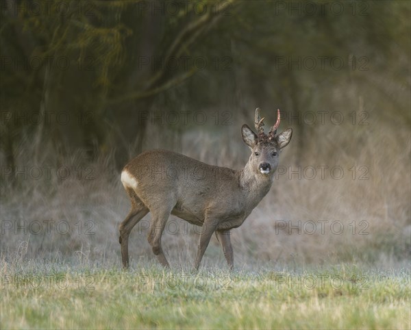 European roe deer (Capreolus capreolus), roebuck in winter coat, winter cover, one antler in the
