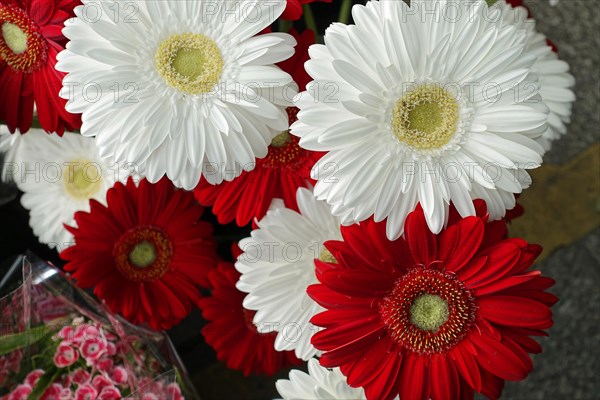 Fresh red and white Gerber daisies in a lush arrangement, flower sale, Central Station, Hamburg,