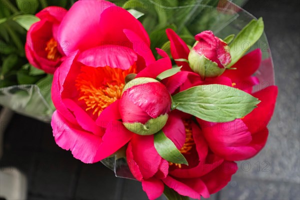 Close-up of pink European peonies, (Paeonia lactiflora) embodying spring, flower sale, central