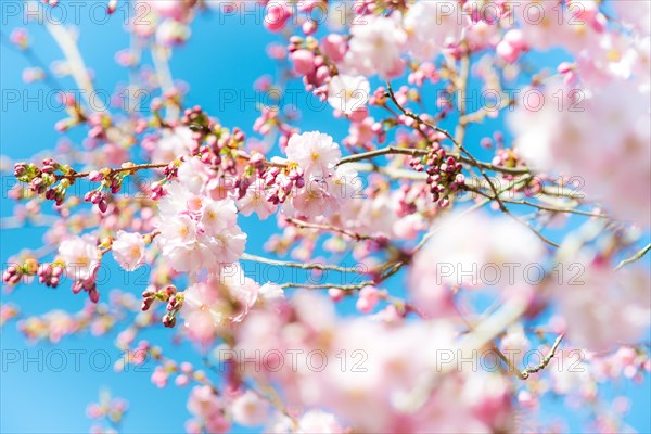 Japanese cherry (Prunus serrulata), also Oriental Cherry, East Asian Cherry or Grannen Cherry,