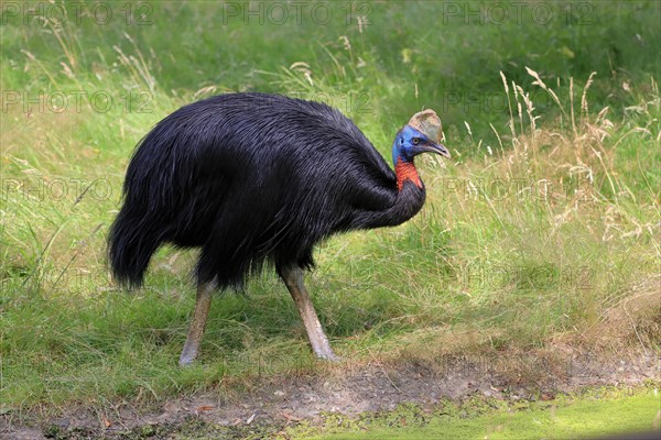 Northern cassowary (Casuarius unappendiculatus), adult, foraging, captive, Papua New Guinea,