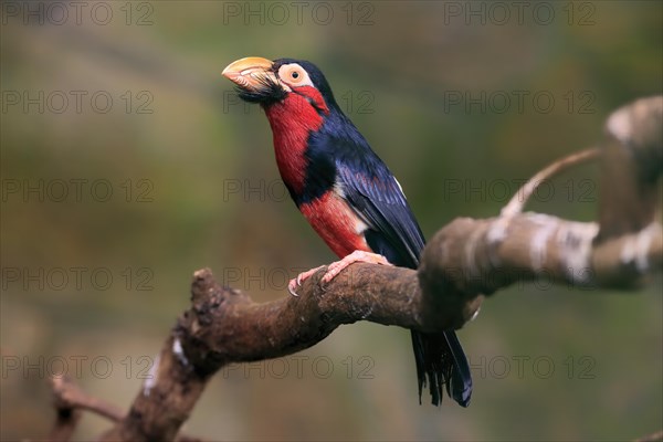 Bearded barbet, (Lybius dubius), adult, male, waiting, tree, captive