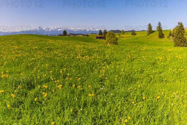 Common dandelion (Taraxacum sect. Ruderalia) in spring, meadow near Rieden am Forggensee,