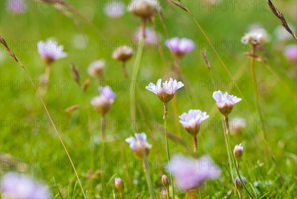 Sea thrift (Armeria maritima), also common Lady's Cushion, Flower of the Year 2024, focus on a