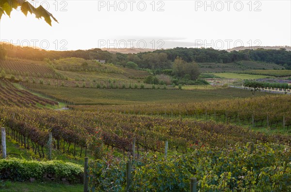 Vineyard of grapes in the Vale dos Vinhedos in Bento Goncalves, a gaucho wine