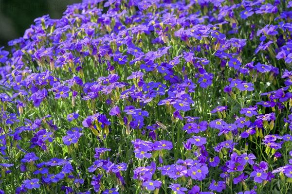 Aubrieta (Aubrieta), Allgaeu, Swabia, Bavaria, Germany, Europe