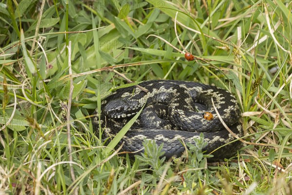 European adder (Vipera berus) adult snake basking in grassland with a ladybird walking on its body,