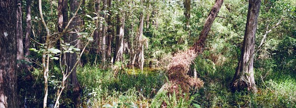 Kirby Storter Roadside Park, Tamiami Trail East, Ochopee, Everglades, Florida, USA, North America