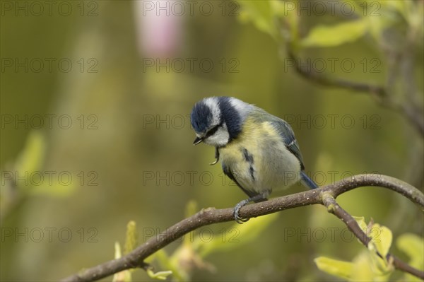 Blue tit (Cyanistes Caeruleus) adult bird preening on a Magnolia tree branch, England, United