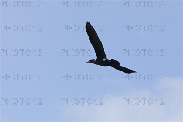 Cormorant in flight (Phalacrocorax carbo), Geltinger Birch, Goldhoeft, Nieby, Schlei,