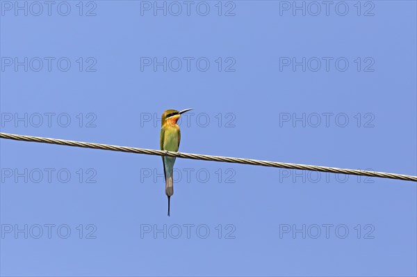 Blue-tailed bee-eater (Merops philippinus) against a blue sky, backwaters, Kumarakom, Kerala,