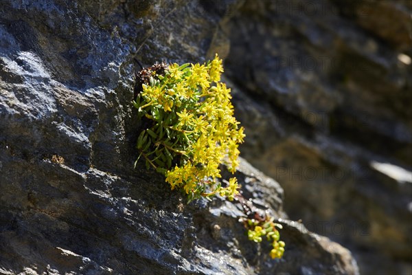 Yellow mountain saxifrage (Saxifraga aizoides) blooming in the mountains at Hochalpenstrasse,