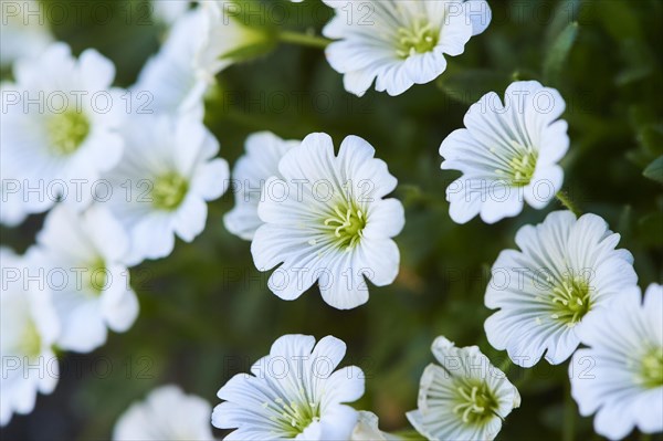 Alpine mouse-ear (Cerastium alpinum) blooming in the mountains at Hochalpenstrasse, Pinzgau,
