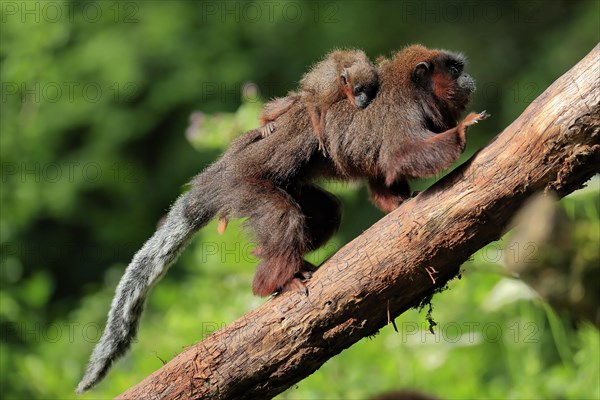 Coppery titi (Plecturocebus cupreus), adult, female, young animal, on mother's back, on tree,