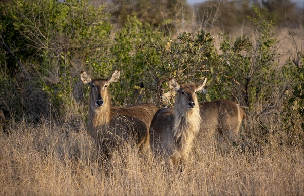 Ellipsen waterbuck (Kobus ellipsiprymnus), adult female animal in high grass in the evening light,