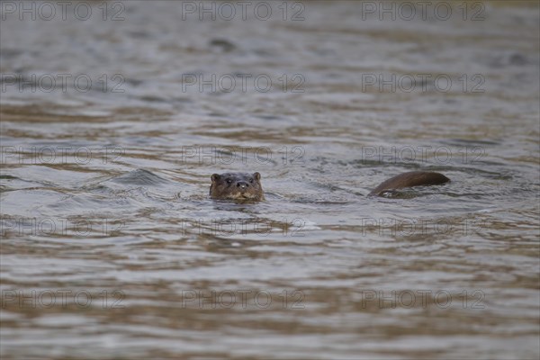 European otter (Lutra lutra) adult animal swimming in a river, Suffolk, England, United Kingdom,