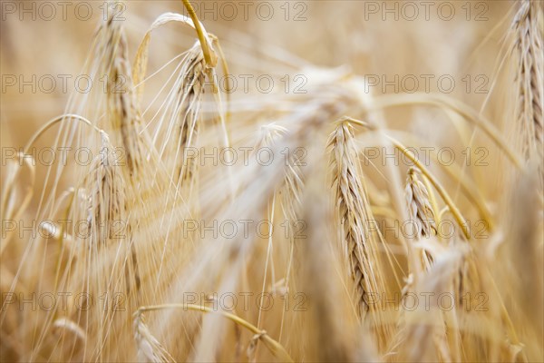 Close-up of ripe barley ears in a cornfield with blurred background, Cologne, North
