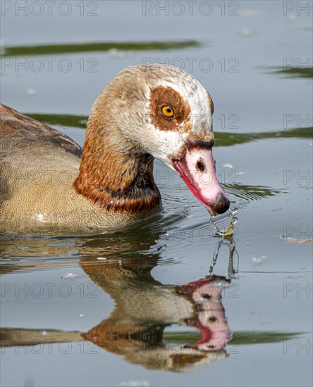 Egyptian geese (Alopochen aegyptiaca) in the River Main, Offenbach am Main, Hesse, Germany, Europe