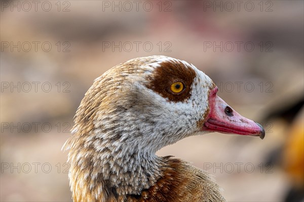 Egyptian geese (Alopochen aegyptiaca), head, portrait, on the banks of the Main, Offenbach am Main,
