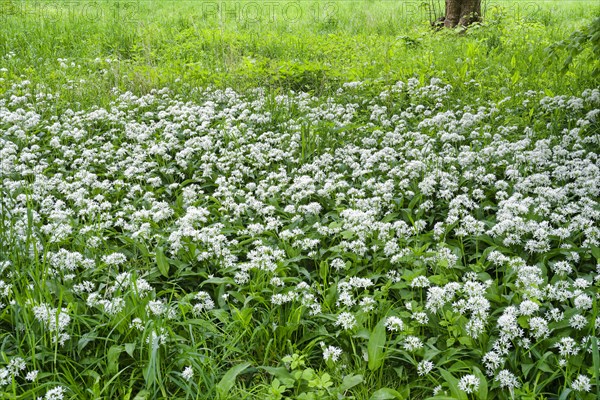Wild garlic blossom (Allium ursinum) in the Leipzig riparian forest in spring, Leipzig, Saxony,
