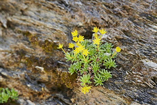Yellow mountain saxifrage (Saxifraga aizoides) blooming in the mountains at Hochalpenstrasse,