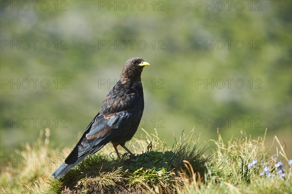 Yellow-billed chough (Pyrrhocorax graculus) sitting on a meadow in the mountains at