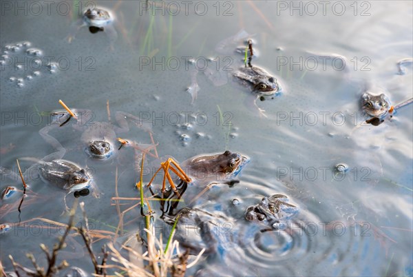 Common frog (Rana temporaria), amphibian of the year 2018, several frogs swimming in a pond with