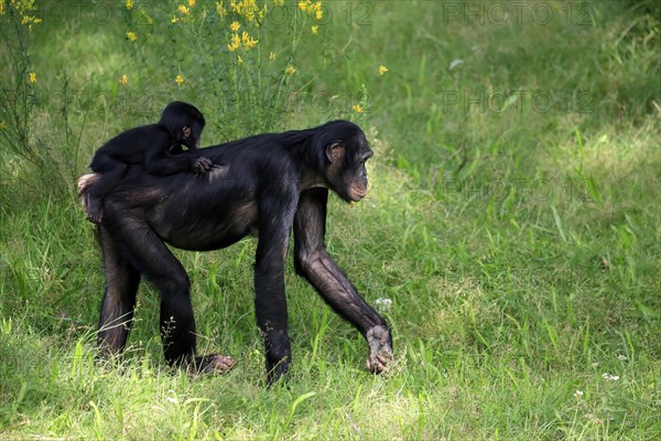 Bonobo, bonobo (Pan Paniscus), female, adult, young animal, feeding, Great ape, Primate,