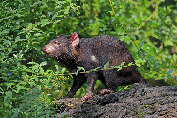 Tasmanian devil (Sarcophilus harrisii), adult, vigilant, on tree trunk, captive, Tasmania,